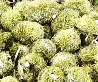 buah pedalai